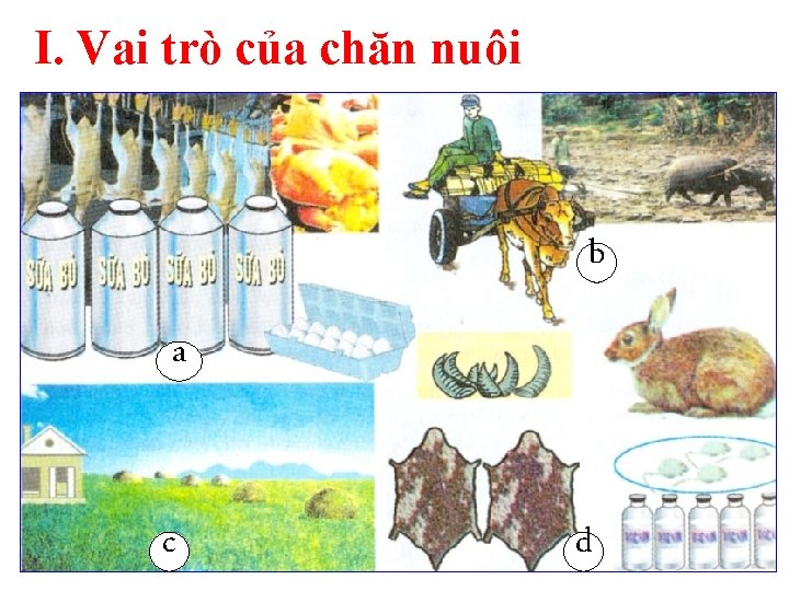 I. Vai trò của chăn nuôi b a c d 