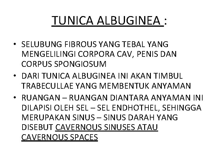 TUNICA ALBUGINEA : • SELUBUNG FIBROUS YANG TEBAL YANG MENGELILINGI CORPORA CAV, PENIS DAN