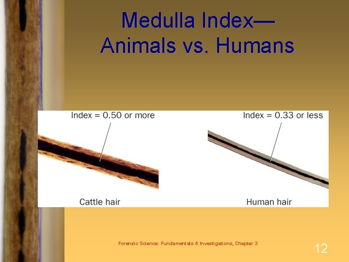Medulla Index— Animals vs. Humans Forensic Science: Fundamentals & Investigations, Chapter 3 12 