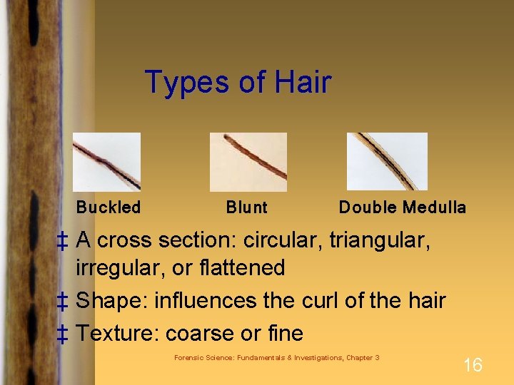 Types of Hair Buckled Blunt Double Medulla ‡ A cross section: circular, triangular, irregular,