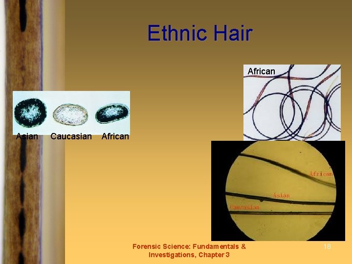 Ethnic Hair African Asian Caucasian African Forensic Science: Fundamentals & Investigations, Chapter 3 18