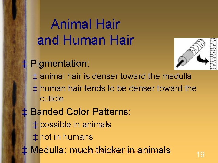 Animal Hair and Human Hair ‡ Pigmentation: ‡ animal hair is denser toward the