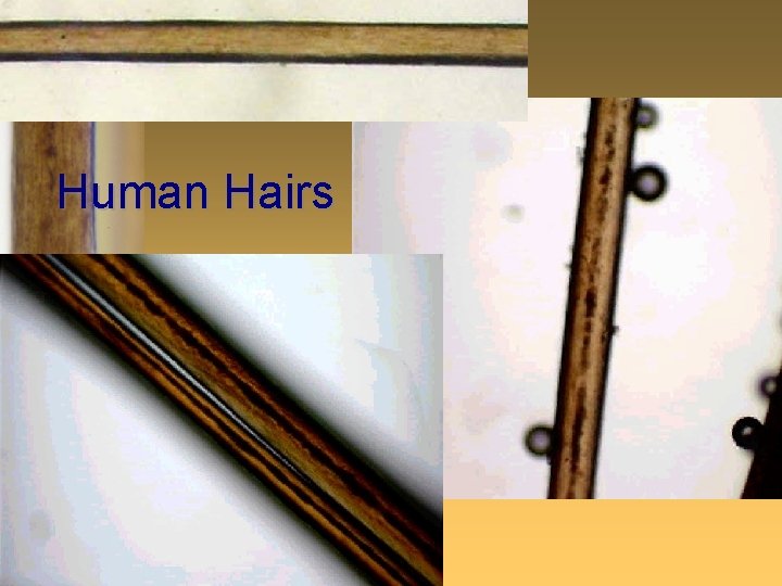 Human Hairs 