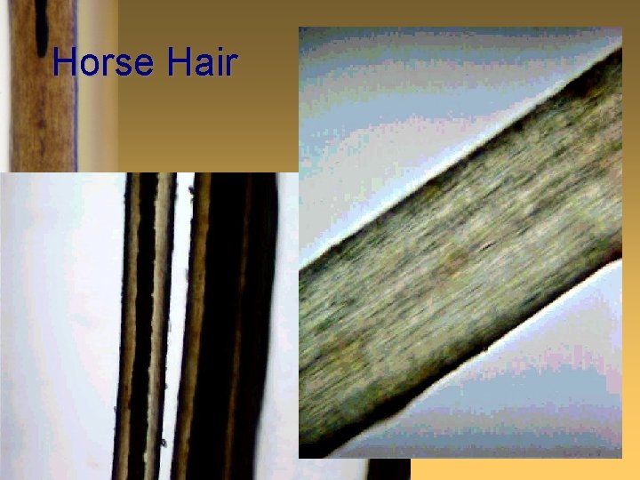 Horse Hair 