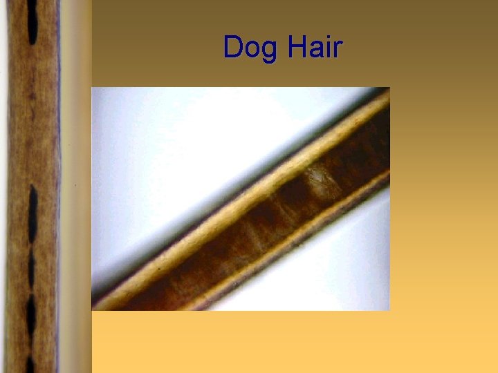 Dog Hair 