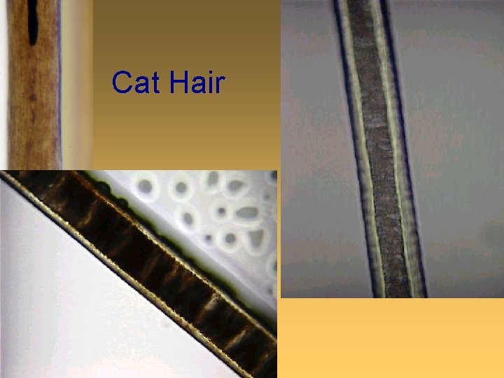 Cat Hair 