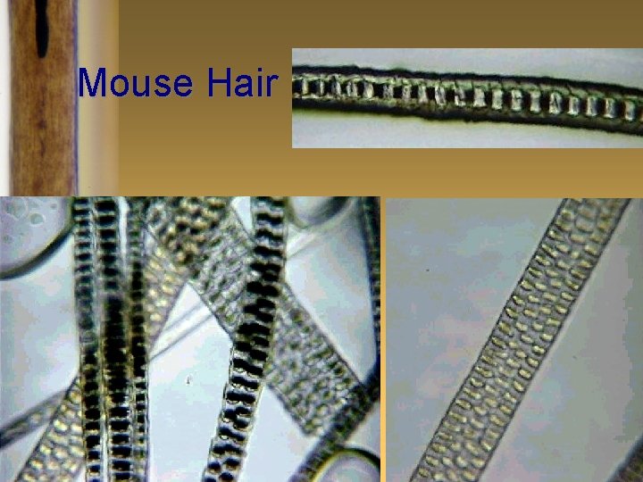 Mouse Hair 