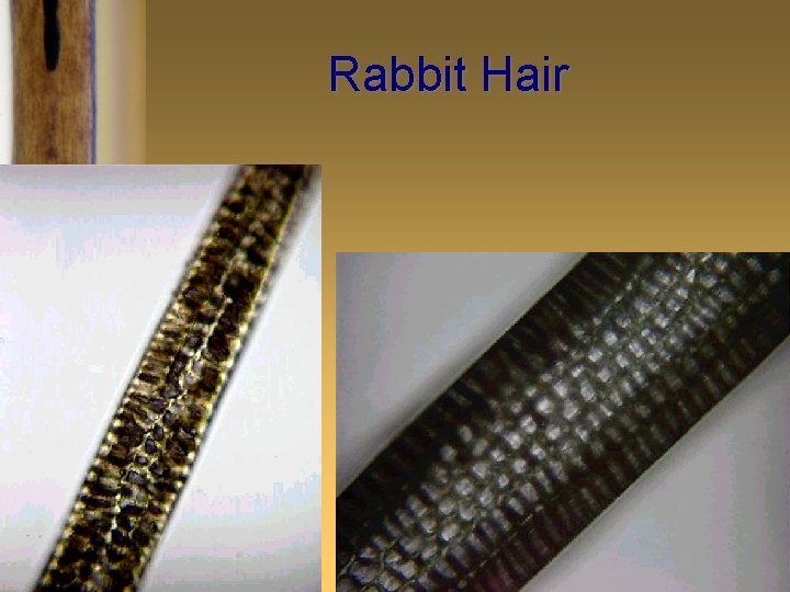 Rabbit Hair 