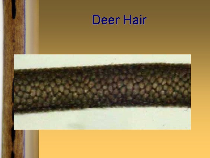 Deer Hair 