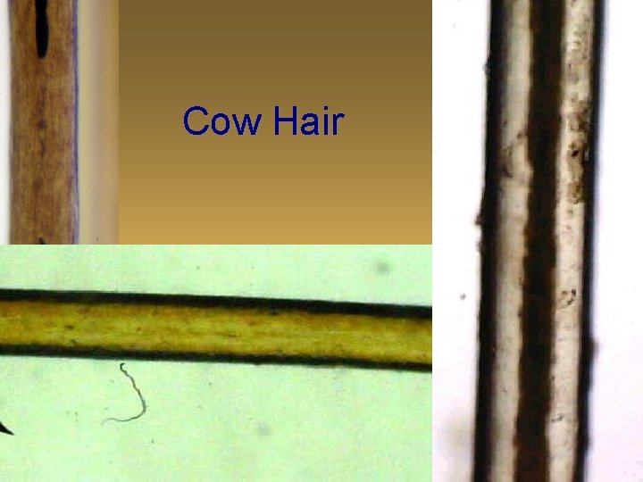 Cow Hair 