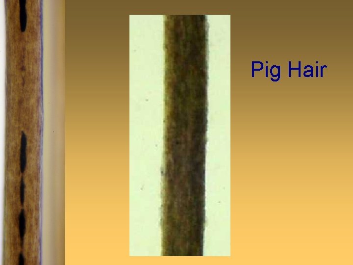 Pig Hair 