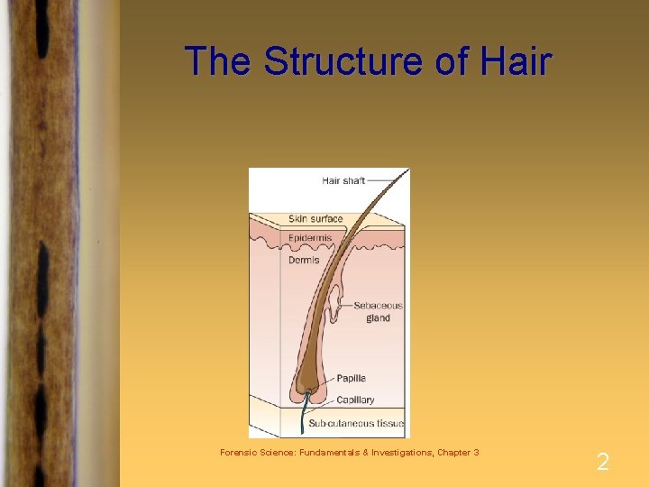 The Structure of Hair Forensic Science: Fundamentals & Investigations, Chapter 3 2 