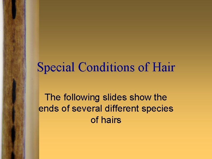 Special Conditions of Hair The following slides show the ends of several different species