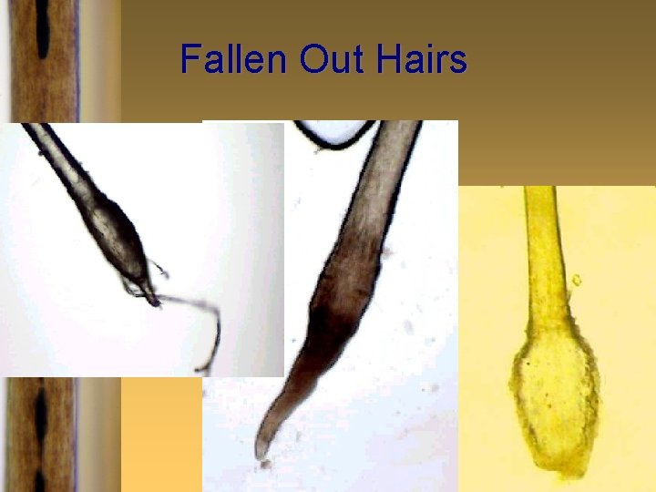 Fallen Out Hairs 