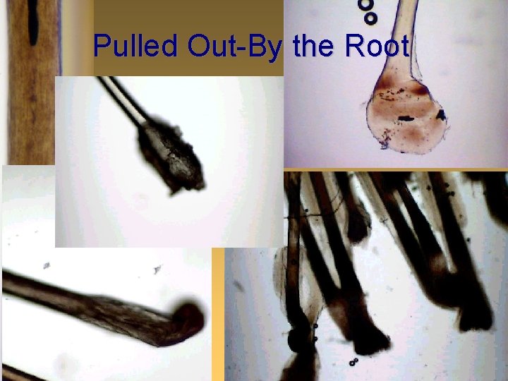 Pulled Out-By the Root 