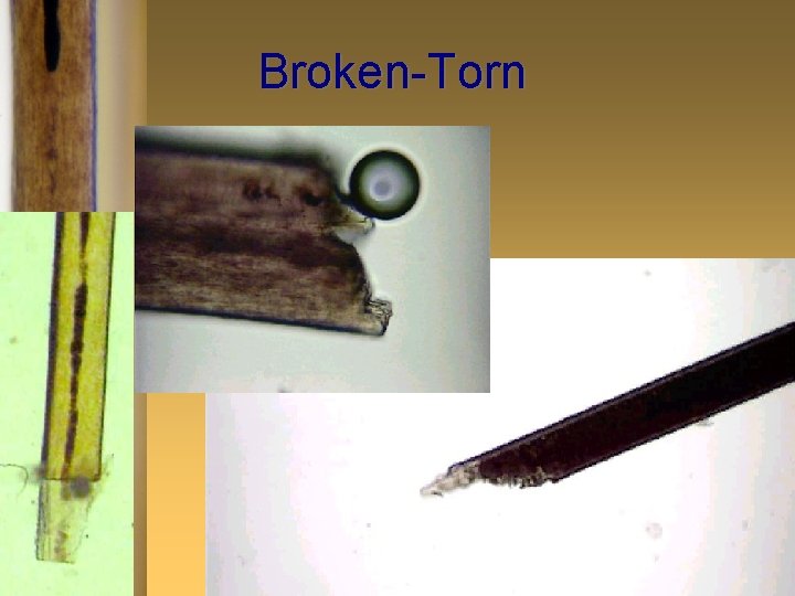 Broken-Torn 