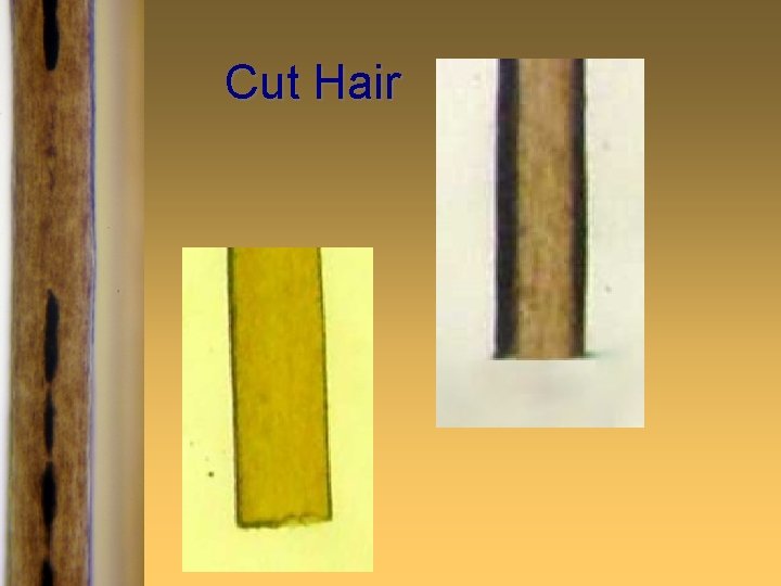 Cut Hair 