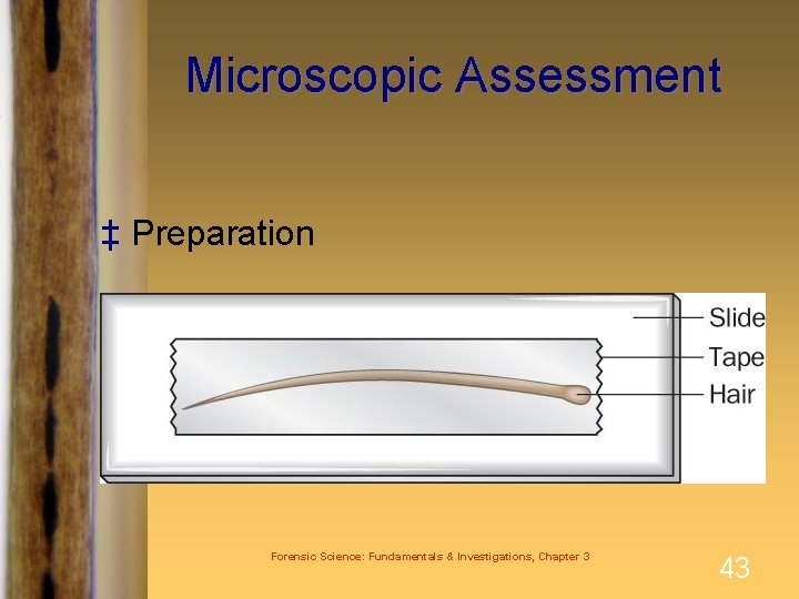 Microscopic Assessment ‡ Preparation Forensic Science: Fundamentals & Investigations, Chapter 3 43 