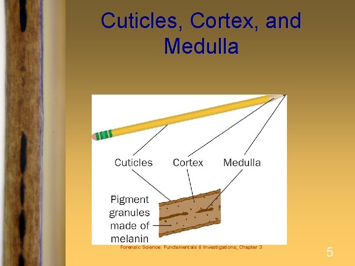 Cuticles, Cortex, and Medulla Forensic Science: Fundamentals & Investigations, Chapter 3 5 