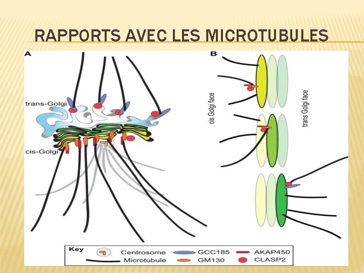 RAPPORTS AVEC LES MICROTUBULES 