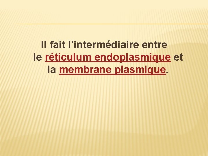 Il fait l'intermédiaire entre le réticulum endoplasmique et la membrane plasmique. 