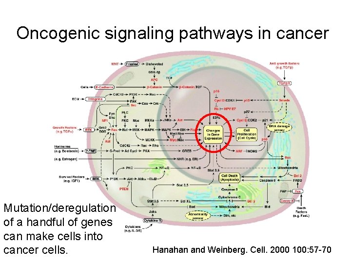Oncogenic signaling pathways in cancer Mutation/deregulation of a handful of genes can make cells
