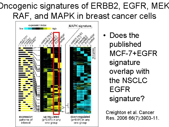 Oncogenic signatures of ERBB 2, EGFR, MEK RAF, and MAPK in breast cancer cells