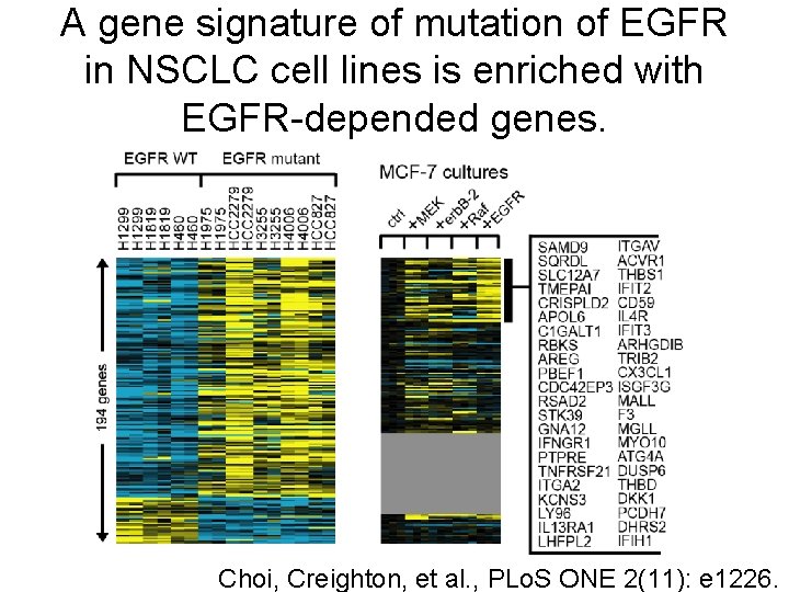 A gene signature of mutation of EGFR in NSCLC cell lines is enriched with