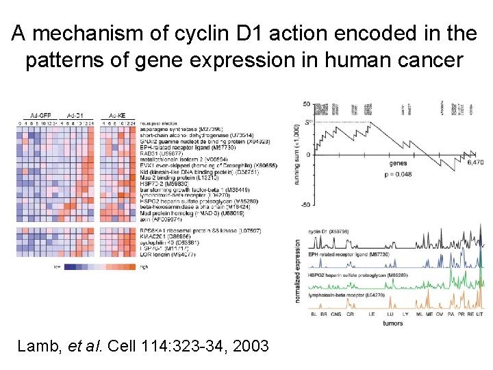 A mechanism of cyclin D 1 action encoded in the patterns of gene expression
