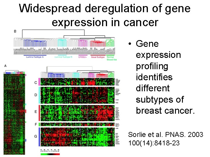 Widespread deregulation of gene expression in cancer • Gene expression profiling identifies different subtypes
