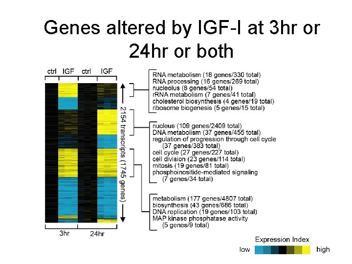 Genes altered by IGF-I at 3 hr or 24 hr or both 