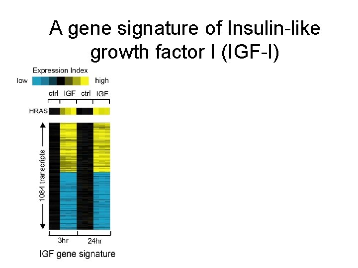 A gene signature of Insulin-like growth factor I (IGF-I) 