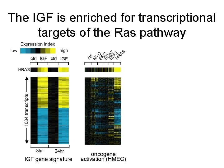 The IGF is enriched for transcriptional targets of the Ras pathway 