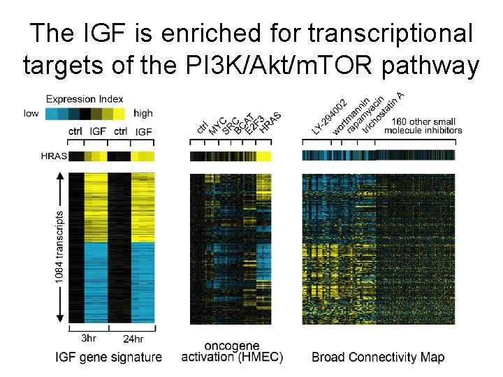 The IGF is enriched for transcriptional targets of the PI 3 K/Akt/m. TOR pathway