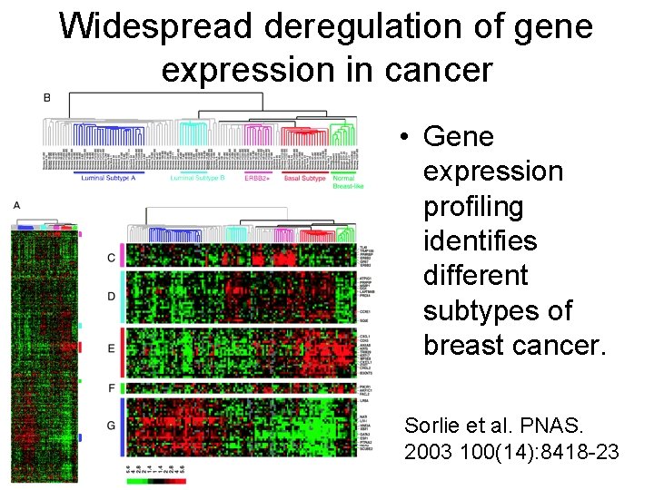 Widespread deregulation of gene expression in cancer • Gene expression profiling identifies different subtypes