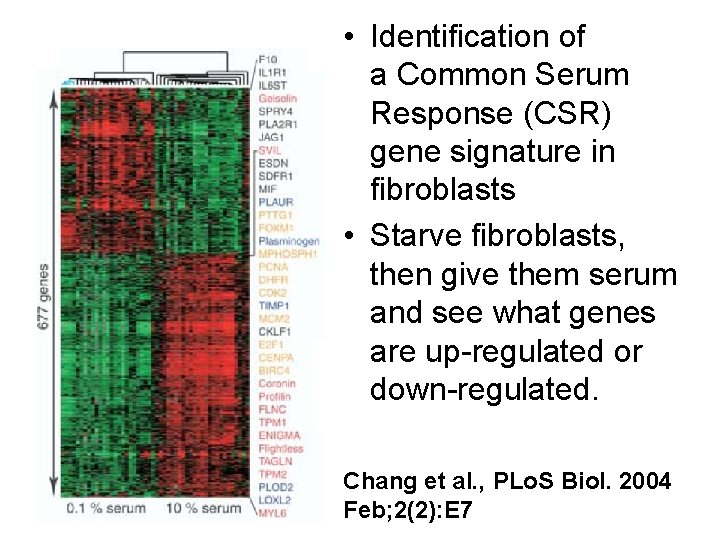  • Identification of a Common Serum Response (CSR) gene signature in fibroblasts •