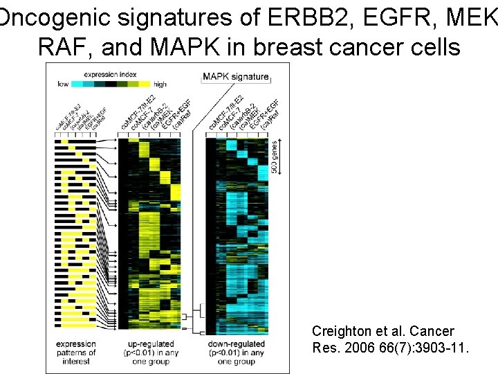 Oncogenic signatures of ERBB 2, EGFR, MEK RAF, and MAPK in breast cancer cells