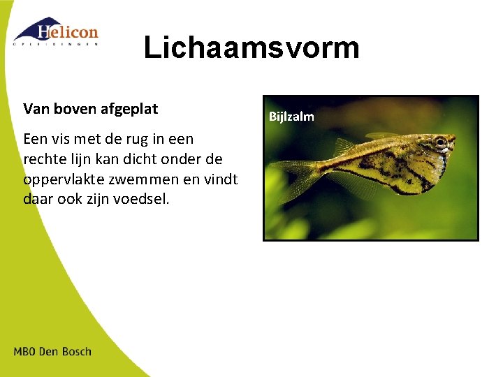 Lichaamsvorm Van boven afgeplat Een vis met de rug in een rechte lijn kan