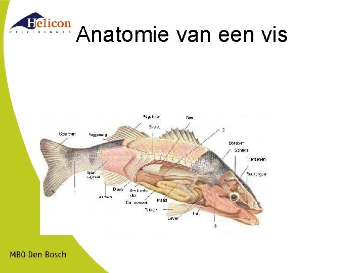 Anatomie van een vis 