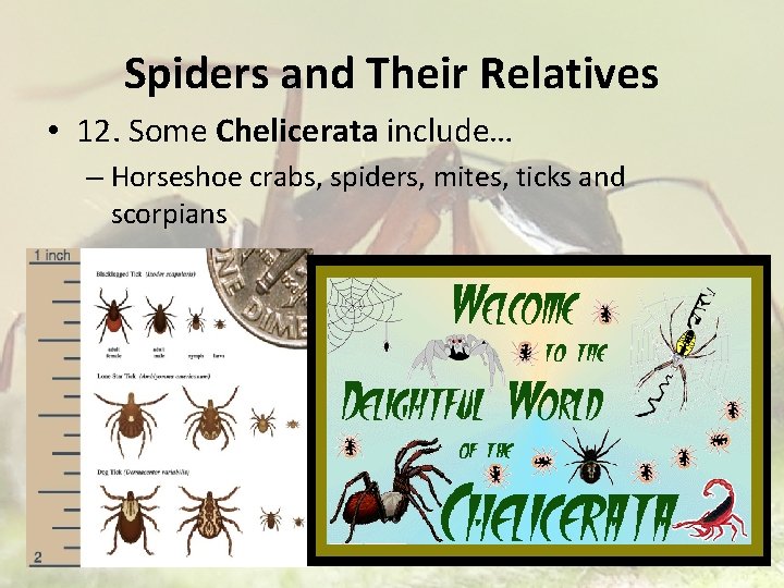 Spiders and Their Relatives • 12. Some Chelicerata include… – Horseshoe crabs, spiders, mites, Spiders and Their Relatives • 12. Some Chelicerata include… – Horseshoe crabs, spiders, mites,