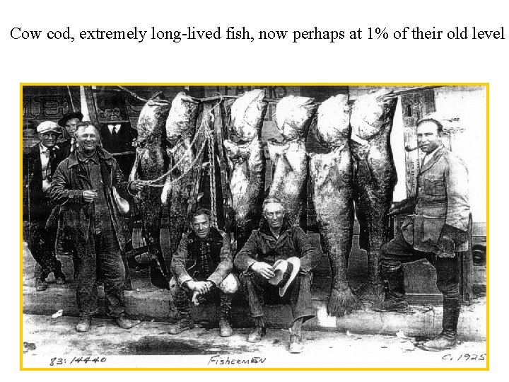 Cow cod, extremely long-lived fish, now perhaps at 1% of their old level 