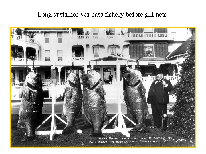 Long sustained sea bass fishery before gill nets 