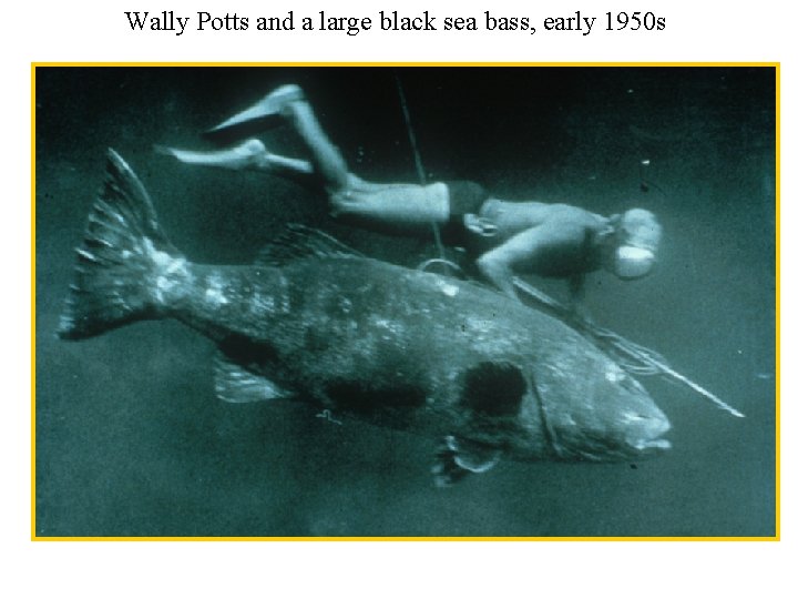 Wally Potts and a large black sea bass, early 1950 s 