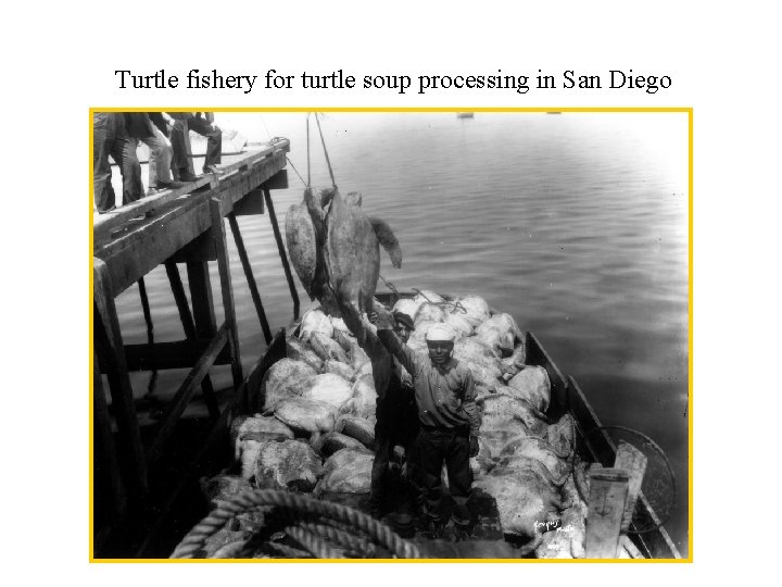 Turtle fishery for turtle soup processing in San Diego 