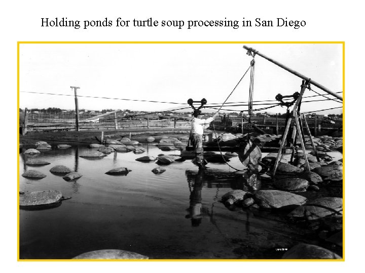 Holding ponds for turtle soup processing in San Diego 