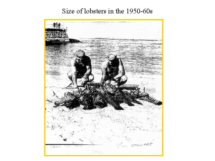 Size of lobsters in the 1950 -60 s 