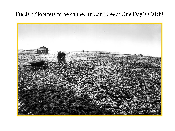 Fields of lobsters to be canned in San Diego: One Day’s Catch! 