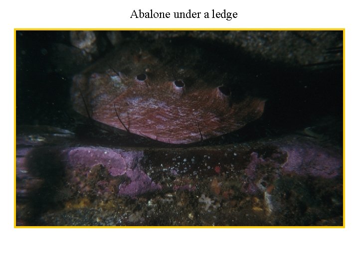 Abalone under a ledge 