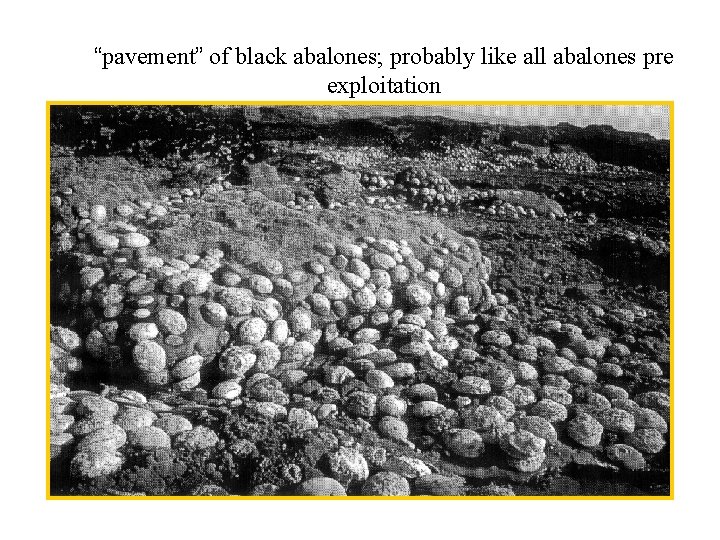 “pavement” of black abalones; probably like all abalones pre exploitation 