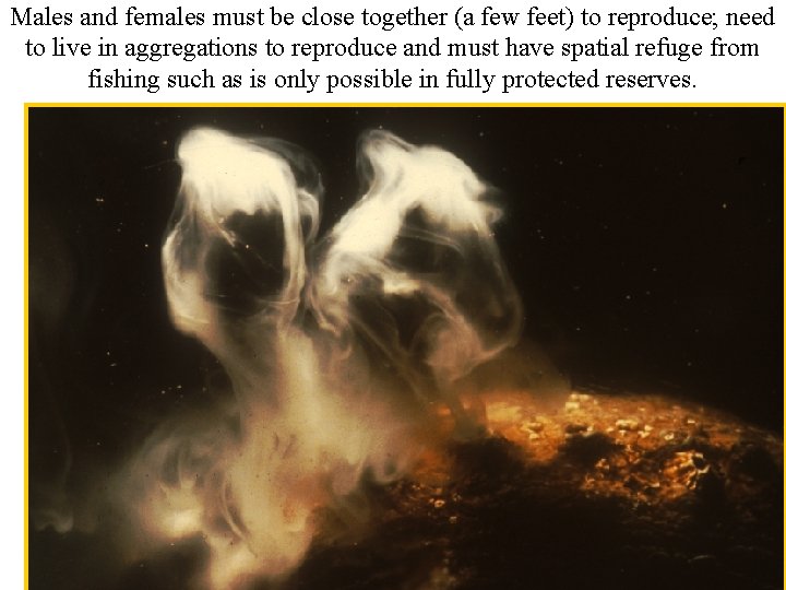 Males and females must be close together (a few feet) to reproduce; need to